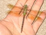 Dragonfly 2