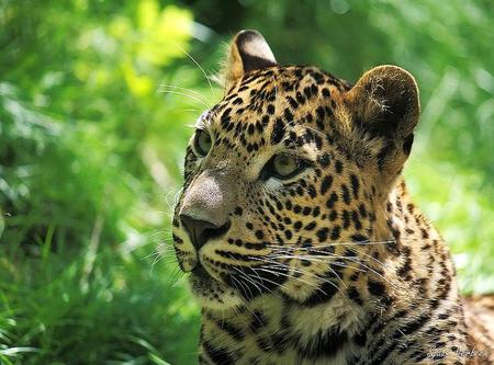 Leopard in the forest - yellow eyes, trees, leopard, hunter, brown, grass, green forest, black, white