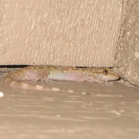 Gecko