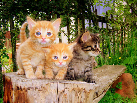 Three little kitties - ginger kittens, pretty, adorable, sweet