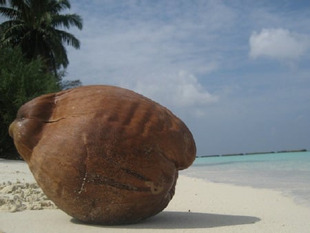 Death by Coconut - maldives, coconut, beach, sea, paradise