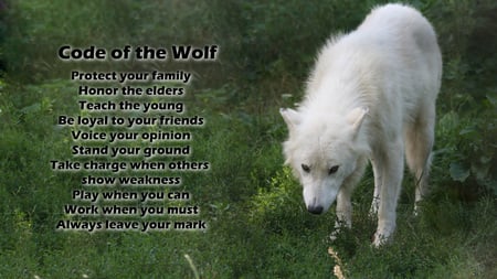 code of the wolf - white, wolf, code, nice