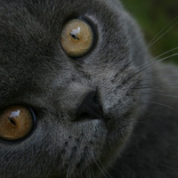 Grey Mischief
