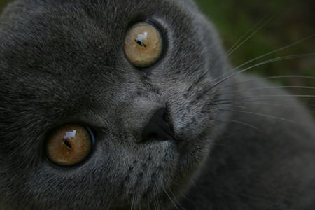 Grey Mischief - fur, grey, eyes, whiskers, cat