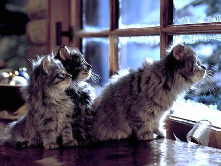 Wow it's a big world out there - looking out, kittens, snow, winter, grey black white