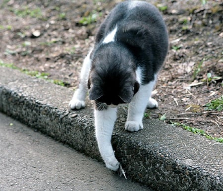 Playful - play, road, kerb, paws, cat, fur, black, white, intent