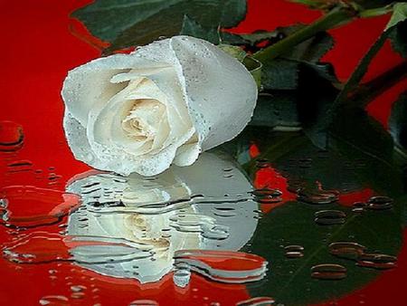 Reflection on Red - white, love, red, water, romance, rose