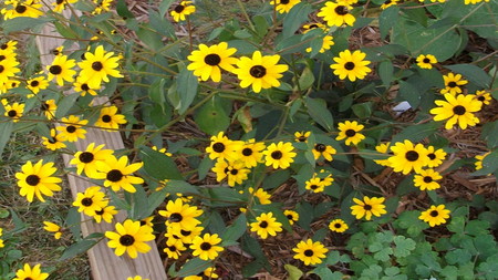 Yellow Daisies - garden, daisies, yellow, natural