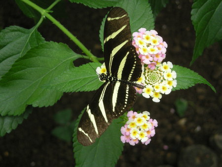 dining butterfly - flowers, black, white, light yellow, butterfly, pink, stripes