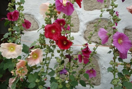 Suny Side - garden, flowers, sun, colors, sunshine