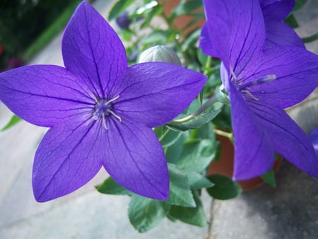 PURPLE - purple, fresh, petals, green, lovely, spring, flower