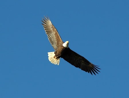 Voucher in the Sky - eagle, blue, flyght, sky