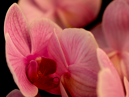 Pink Orchie - nature, pink orchie, pink, beautiful, orchie, flower