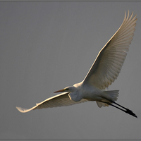 In Flight