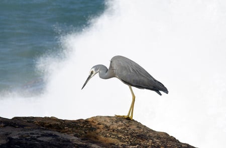 Lonely - rock, bird, waves, ocean