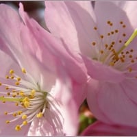 Pink Blossom