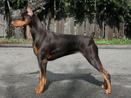 Chocolate Dobie - chocolate, dog, show, dobie