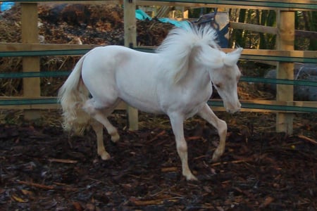 Angel The Minihorse - small, mini horse, angel, equus