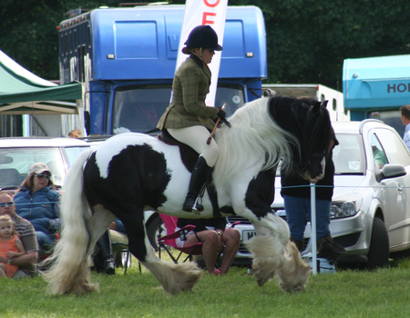 Vanner Event - eventing, gypsy vanner, dressage, show