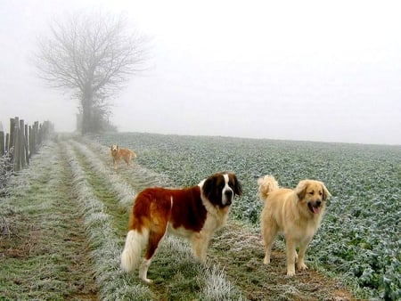 FUN IN THE MIST - three, dogs, field, fun, watching, fog, mist