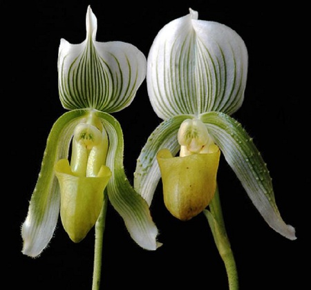 Double Orchid - white, pitcher, stripes, green, plant, stem, flower