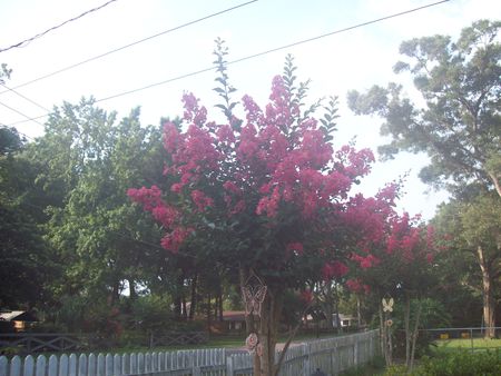 Crepe Myrtle - tree, flowers, tall, pink