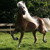 Haflinger