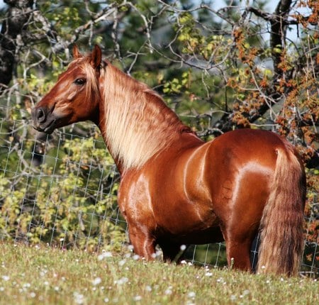 Splendor - horses, spanish, andalusian, sorrel, chestnut