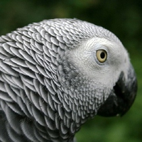 African Grey