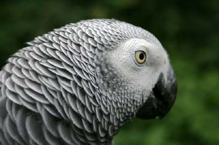 African Grey - bird, grey, parrot, african