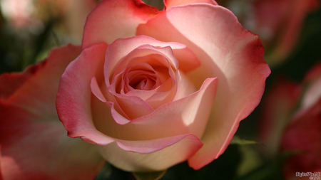 Pink Beauty - rose, pink, flowers, single, nature