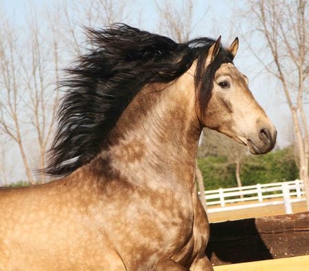 Bay Andalusian - spanish, horses, bay, andalusian