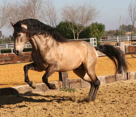 Bay Andalusian 1 - horses, andalusian, spanish, bay