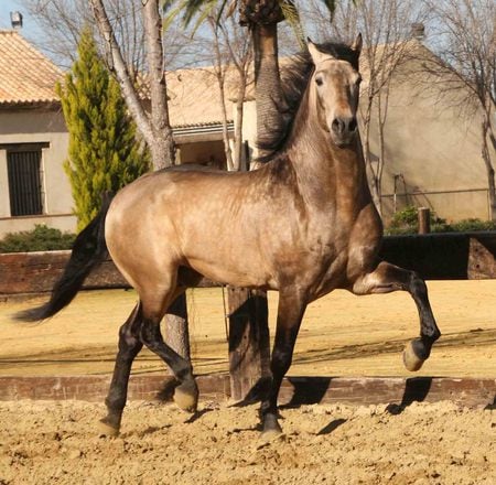 Bay Andalusian 2 - horses, andalusian, spanish, bay