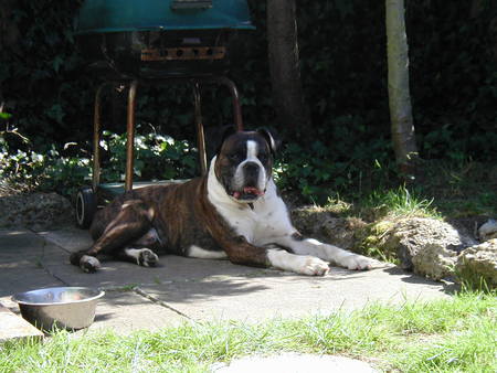 Our Lovely Boxer Dog - dog, doggy, boxers, boxer