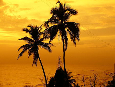 Splash of Yellow - sky, silhouette, trees, palms, black, palm fronds, yellow, orange, sea