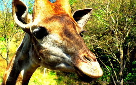 Beautiful giraffe - animal, beautiful, giraffe, close, zoo