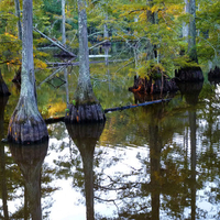 Cypress tree trunks in a swamp