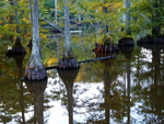 Cypress tree trunks in a swamp