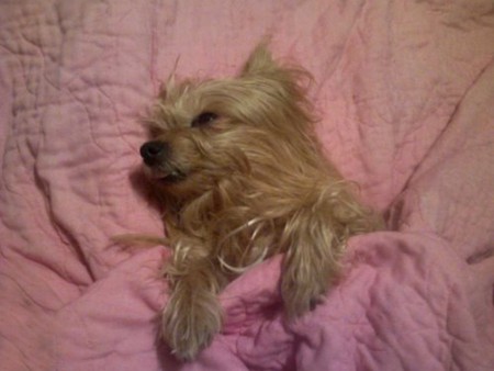 Yorkie - dog, bed, sleep, pink