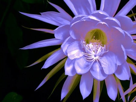 Bloom - black background, lilac color, flower, petals, light