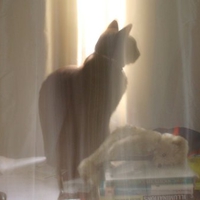 The Mystery Of The Cat