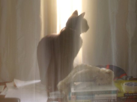 The Mystery Of The Cat - daybreak, cat, mystery, feline