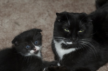 Maternal Instinct - feline, tuxedo, maternal instinct, cats