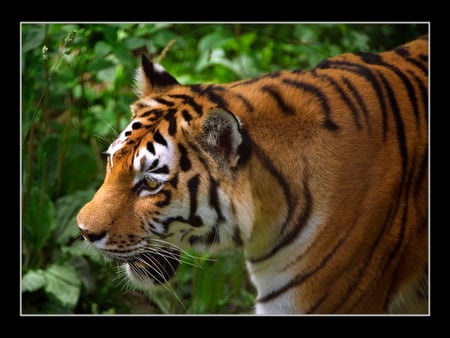 Malayan Tiger - tiger, malayan, feline, cat