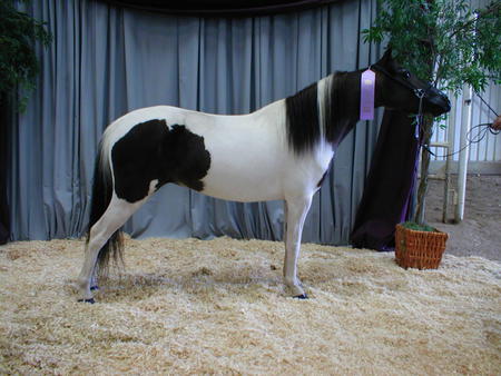 Award Winner - miniature, horse, winner, blue