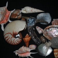 Sea Shells