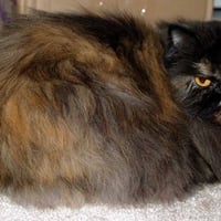 Tortoise Shell Persian