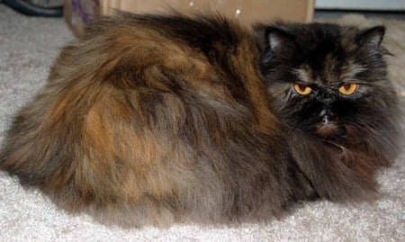 Tortoise Shell Persian - pretty, cat, persian, tortoise shell