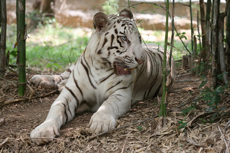 Bamboo Refuge - white, refuge, tiger, bamboo